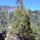 Image for article titled These Sequoia Trees Are Thriving 175 Miles South of Their Natural Range